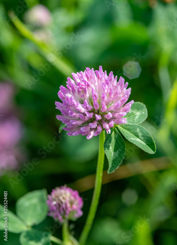 Obraz na płótnie Close-up of a red clover (Trifolium pratense ) blossom in a meadow w salonie