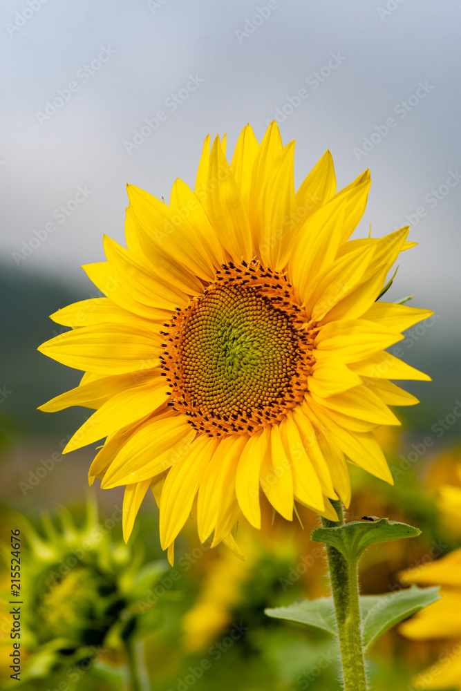 Close-up view of a young sunflower over cloudy sky Close-up view of a young sunflower over cloudy sky