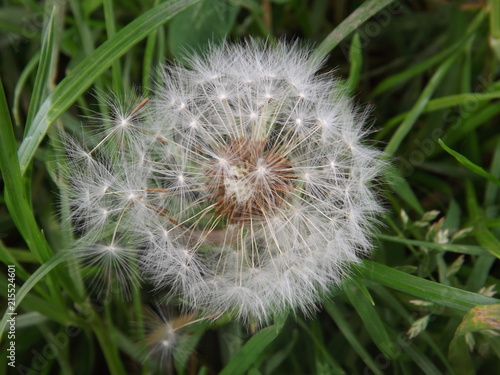 dandilion