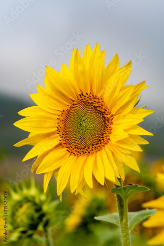 Close-up view of a young sunflower over cloudy sky