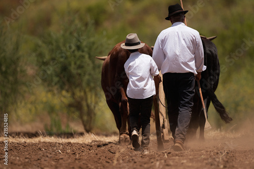 Farmer and son and buffalo plowing farmer field,guided by an elderly farmer while ploughing a field