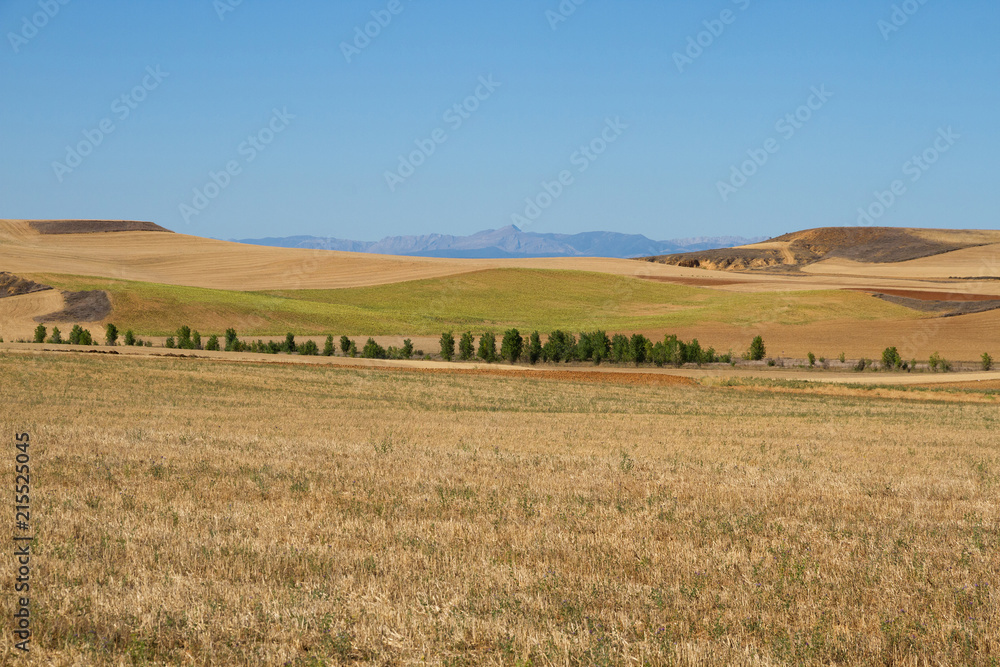  Paisaje de campos con parcelas de Cultivo de Cereal y montañas al fondo