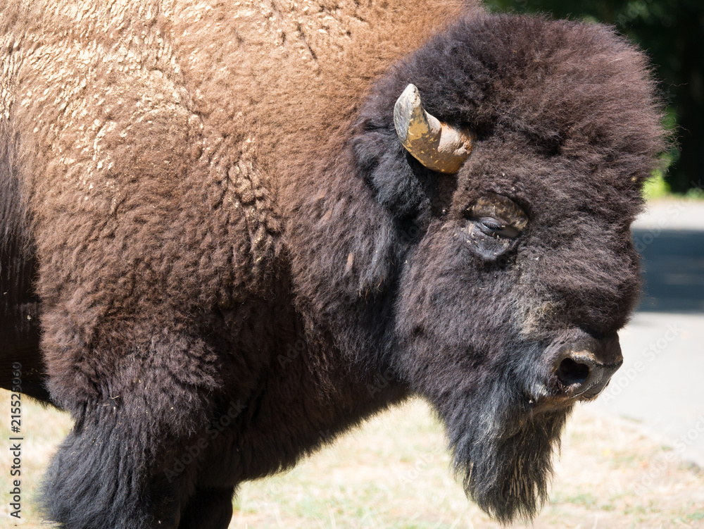 Bison