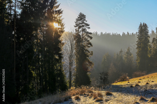 Winter forest in the morning