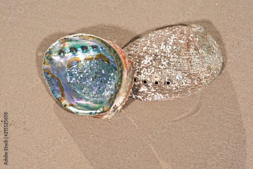Bright polished Rainbow Abalone Shell on wet sand on the beach at sunrise.
