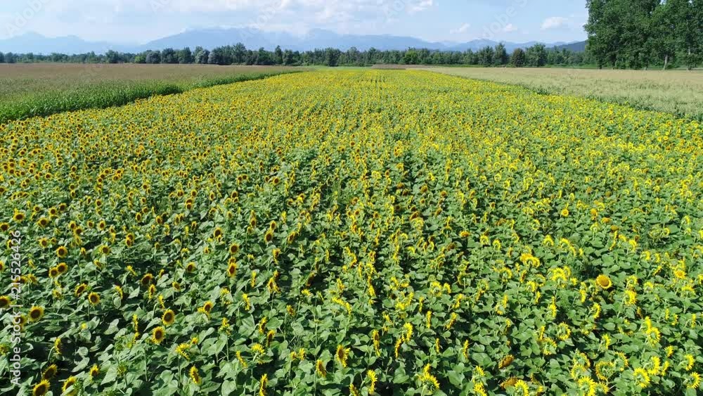 4k aerial slow forward flight above a field full of sunflowers 4k aerial slow forward flight above a field full of sunflowers