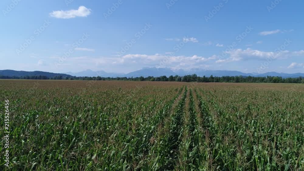 4k aerial sideway flight above a cornfield with blue summer sky 4k aerial sideway flight above a cornfield with blue summer sky