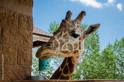 Photography Zoo Animal