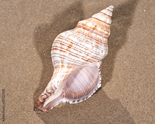 The mollusc (or mollusk) shell is typically a calcareous exoskeleton which encloses, supports and protects the soft parts of an animal in the phylum Mollusca, which includes snails, clams, tusk shells photo