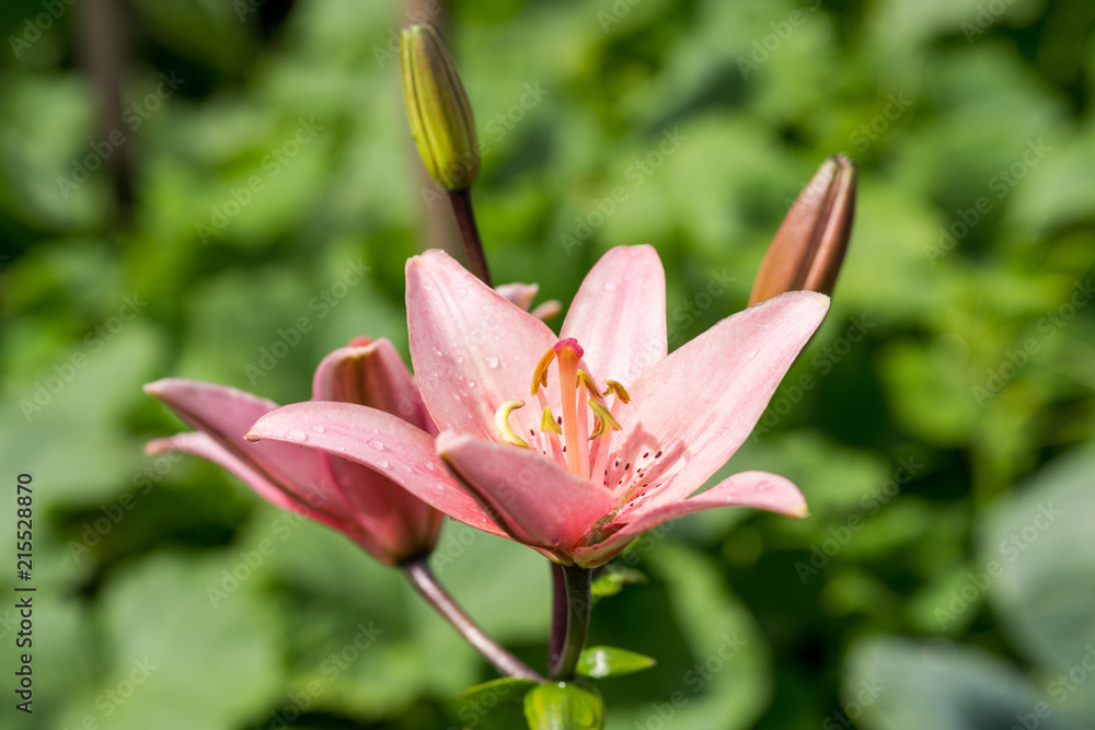 lily pink flower