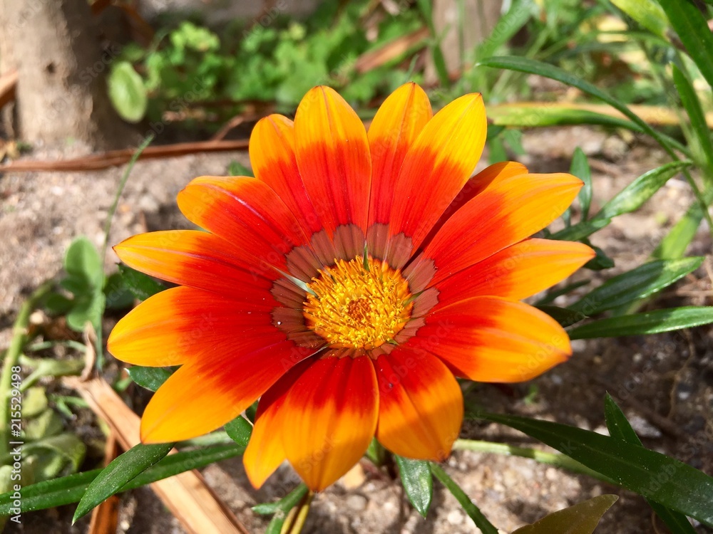 Flower Flower