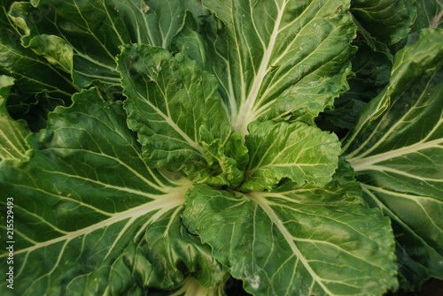 blette du potager