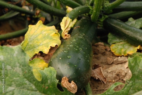 courgettes du potager