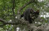 Kitten sneaking on the tree