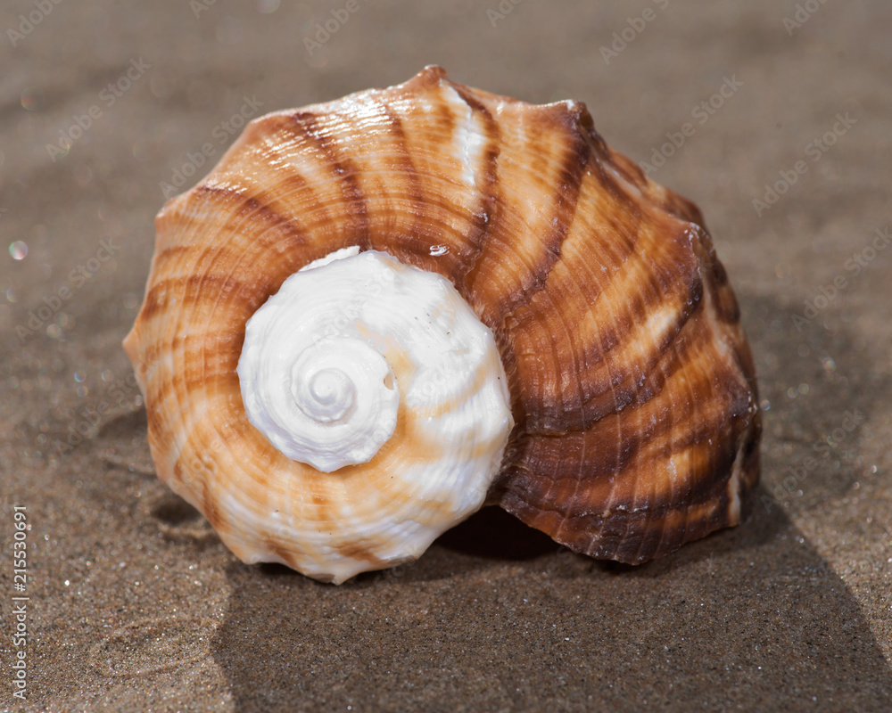 The mollusc (or mollusk) shell is typically a calcareous exoskeleton