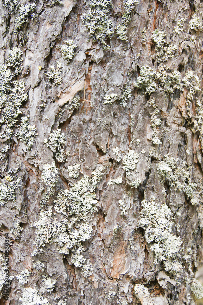 bark tree texture bark tree texture