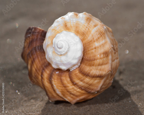 The mollusc (or mollusk) shell is typically a calcareous exoskeleton which encloses, supports and protects the soft parts of an animal in the phylum Mollusca, which includes snails, clams, tusk shells
