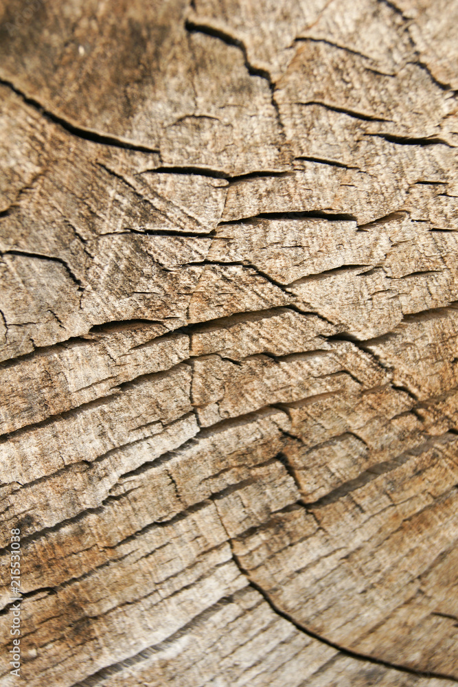 Texture stump Texture stump