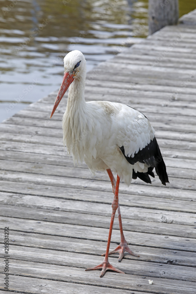 Fototapeta premium Storch auf dem Bootssteg