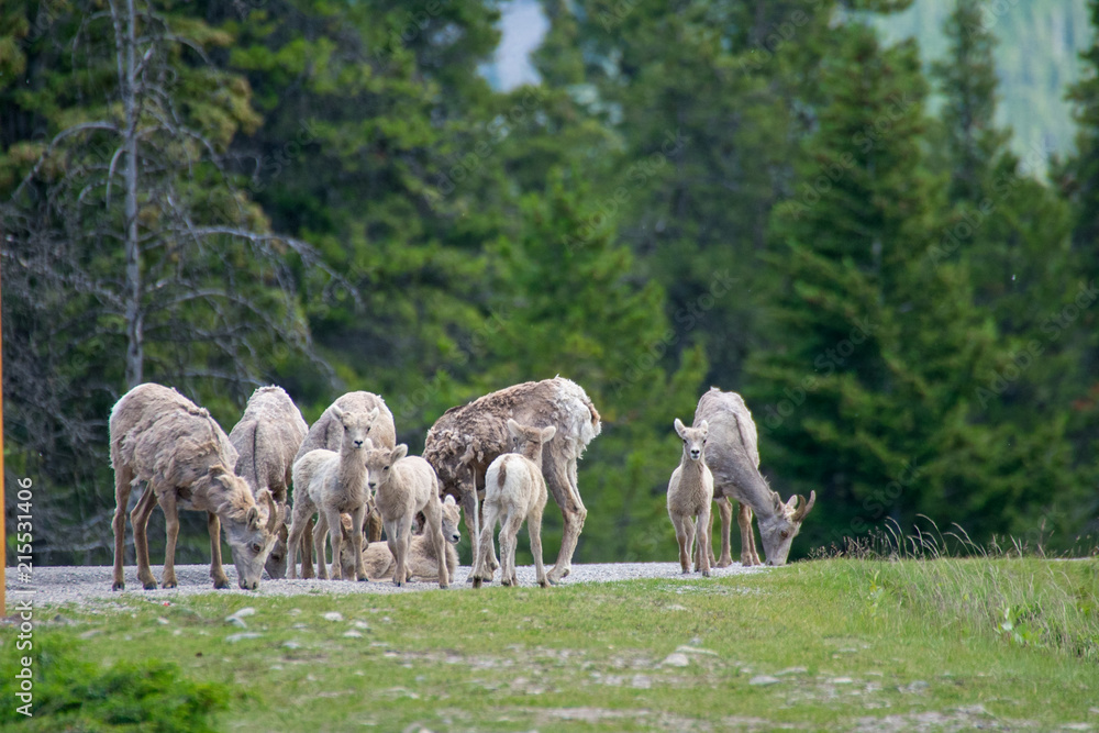 Naklejka premium Bighorn Sheep in Banff National Park, Alberta, Canada