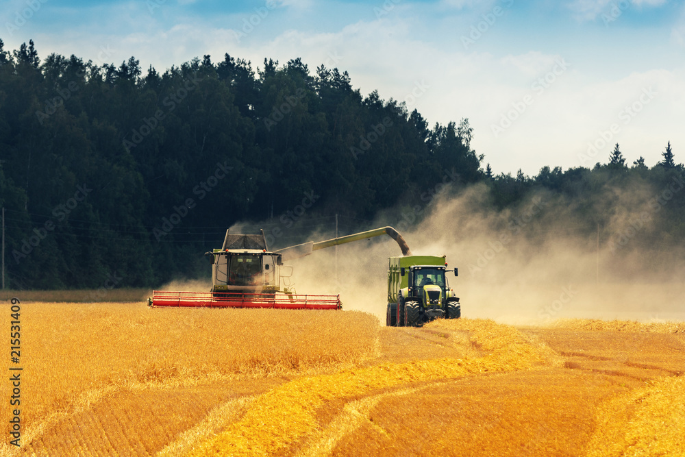 Obraz premium crop harvest - combine harvester loading grains in a tractor trailer on the field