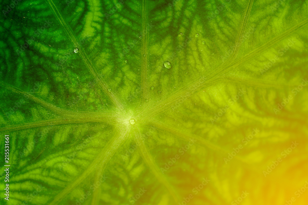 Water on green leaf and sun light. Close-up Green leaf with raindrops. Water on green leaf and sun light. Close-up Green leaf with raindrops.