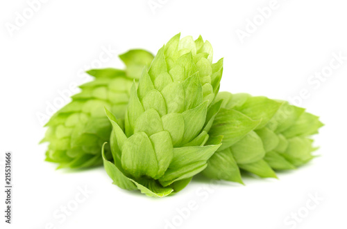 Fresh green hop branch  isolated on a white background. Hop cones for making beer and bread. Close up.