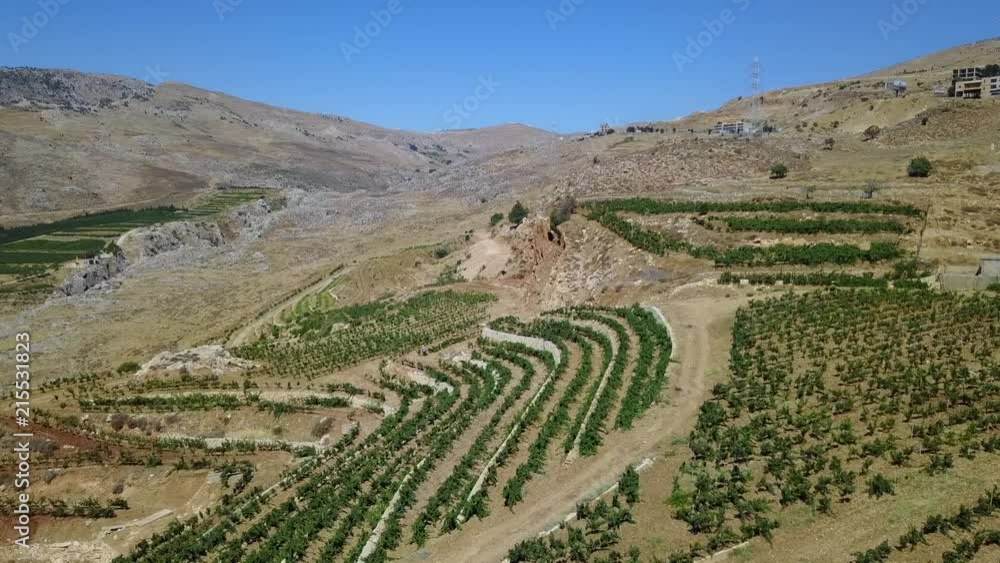 Bekka valley, vineyards from drone Bekka valley, vineyards from drone