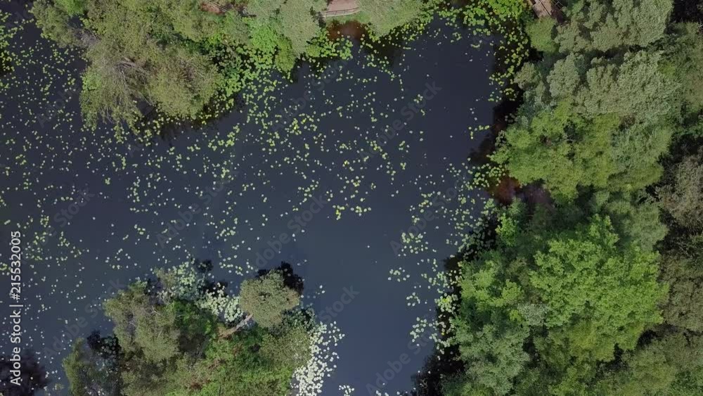 Aerial Descent towards lily pond in a forest Aerial Descent towards lily pond in a forest
