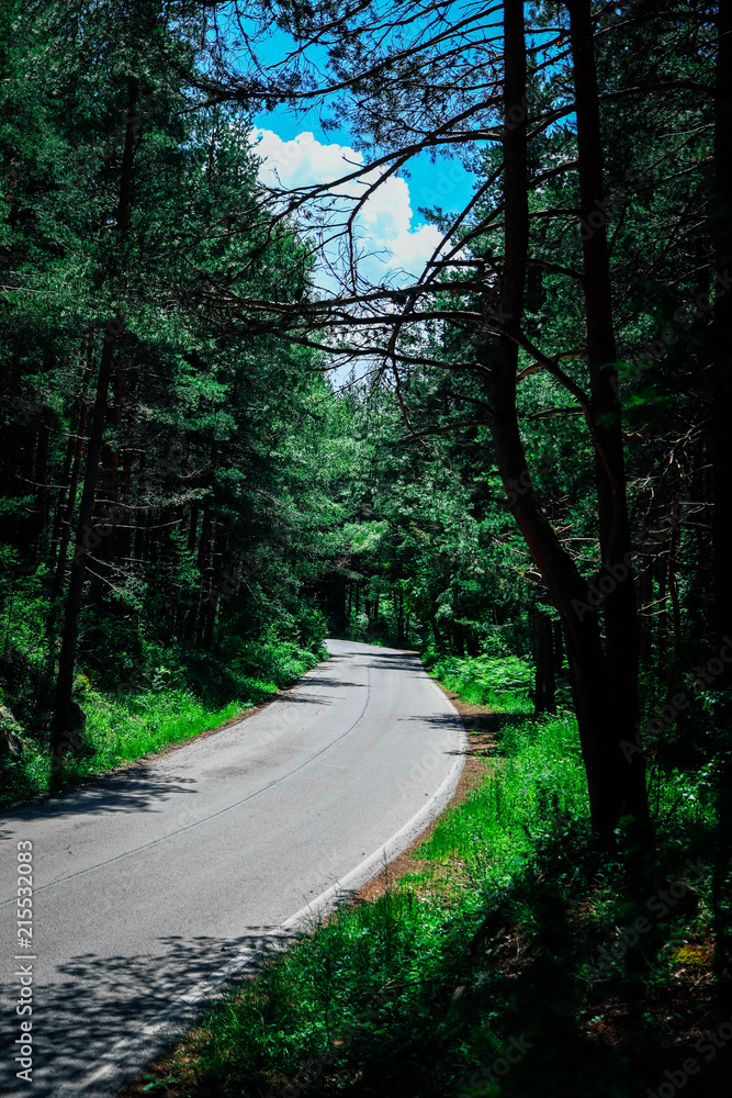 A road through the forest, summer time. Tourism and traveling concept.