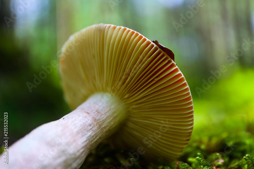 A brown cap edible russula mushroom, macro view, in a green mossy forest background. Brittle gill mushroom closeup, fungi picking up concept.