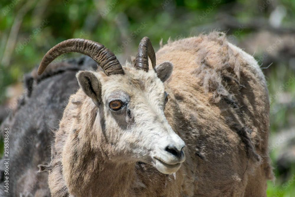 Sheep in Jasper National Park, Canada Sheep in Jasper National Park, Canada