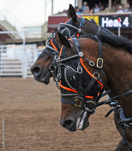 Horses at chuckwagons photo