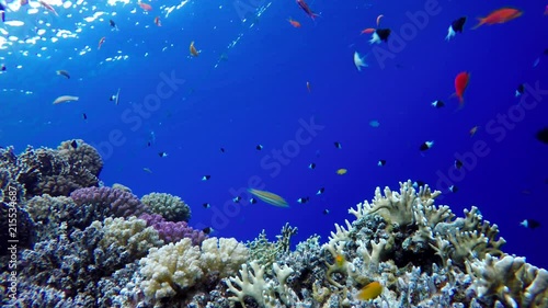 Wallpaper Mural Coral reefs and tropical fish. Beautiful tropical fish and coral reef. Torontodigital.ca