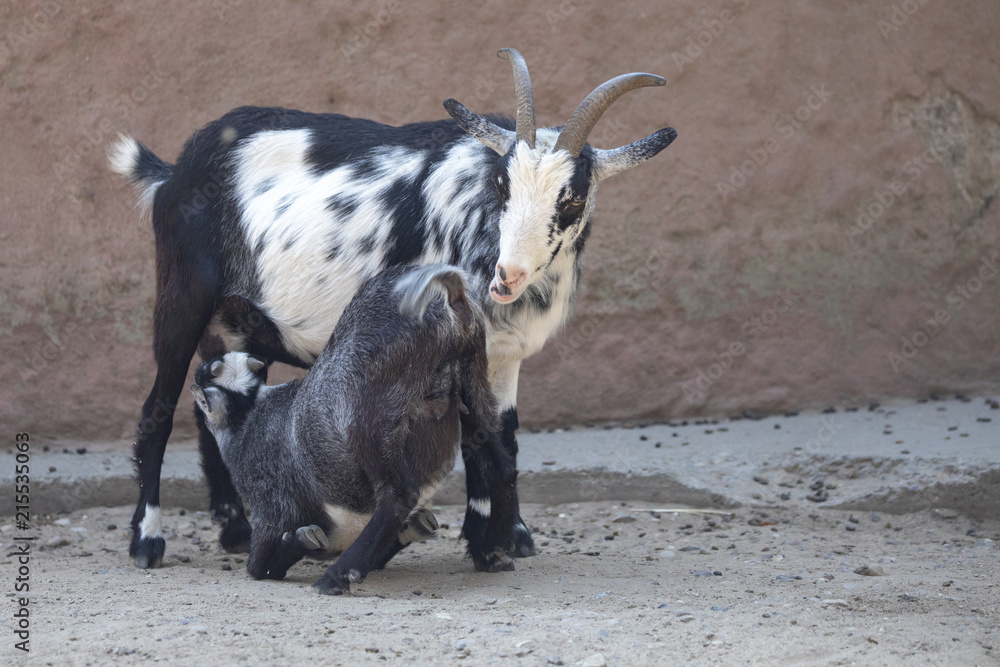 Goats In Odense Zoo Denmark Stock Photo Adobe Stock