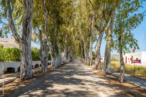 Fototapeta Naklejka Na Ścianę i Meble -  Long straight road with enormous eucalyptus trees in Kolymbia. Rhodes island, Greece