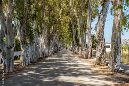 Fototapeta Naklejka Na Ścianę i Meble -  Long straight road with enormous eucalyptus trees in Kolymbia. Rhodes island, Greece