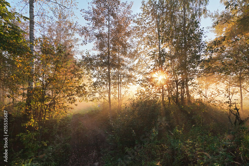  Sun lights in a mist in forest © Kushch Dmitry