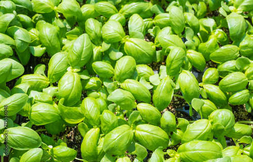 basil seedlings, green seedling aromatic herp (Ocimum basilicum)