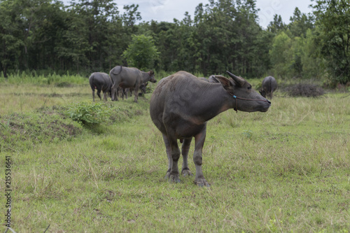 Thai buffalo in the field.