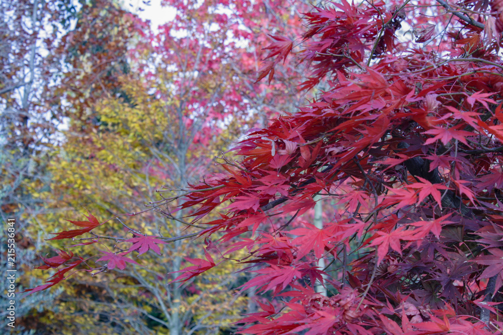 Red maple leaves Red maple leaves