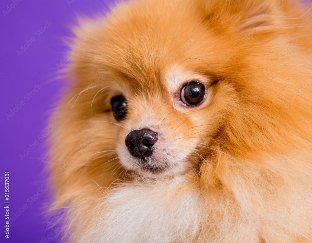 Cute pomeranian spitz at the blue background.