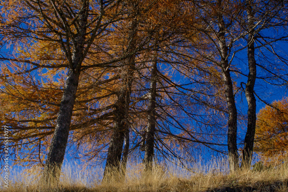 Orange pine trees on blue mountain sky Orange pine trees on blue mountain sky