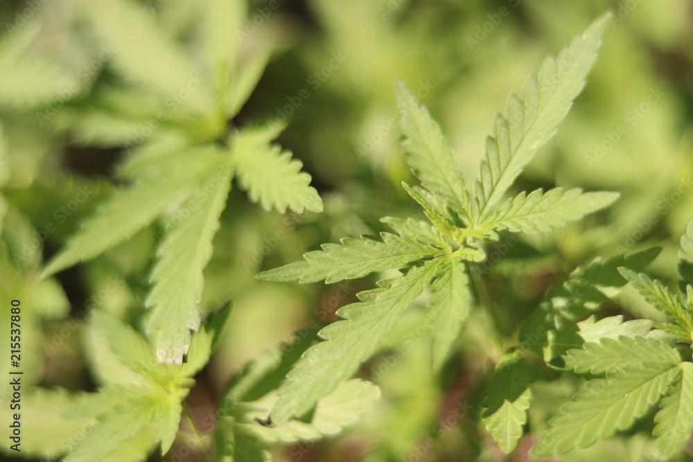 young shoots of hemp, cannabis, marijuana young shoots of hemp, cannabis, marijuana