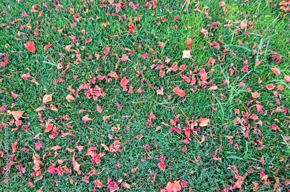 The texture of green fresh mown trimmed smooth natural bright grass, English lawn fields and scattered petals of red flowers. The background