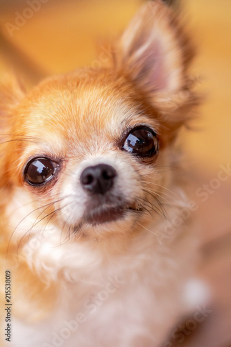 Dog Chihuahua