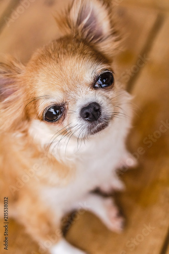 Dog Chihuahua