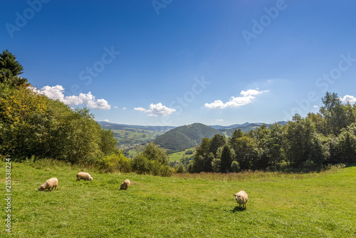 Grazing sheep on pasture in Pieniny mountains. Poland.