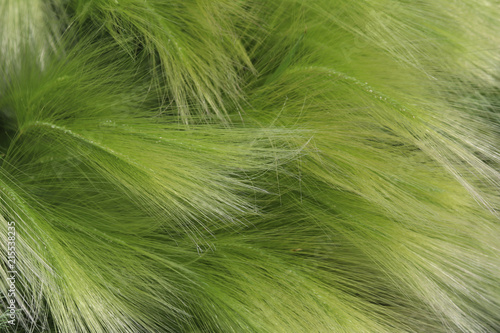 delicate, beautiful, graceful, curves of feather grass