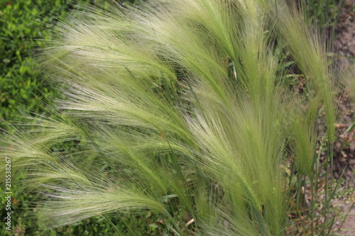 delicate  beautiful  graceful  curves of feather grass